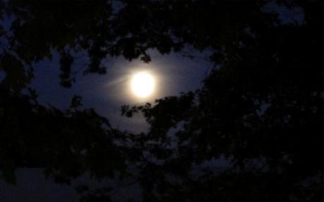 Clair de Lune dans la brume