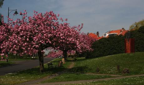 Jephan de Villiers et le cerisier